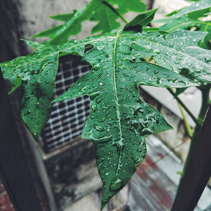 Raindrops on leaf