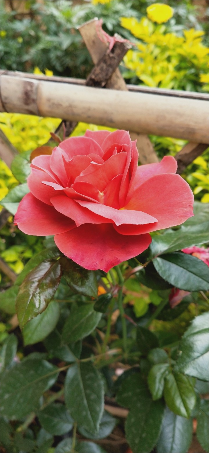 Rose flower