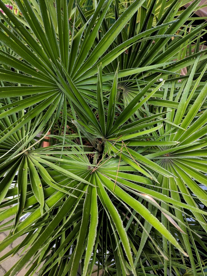 Beautiful plant