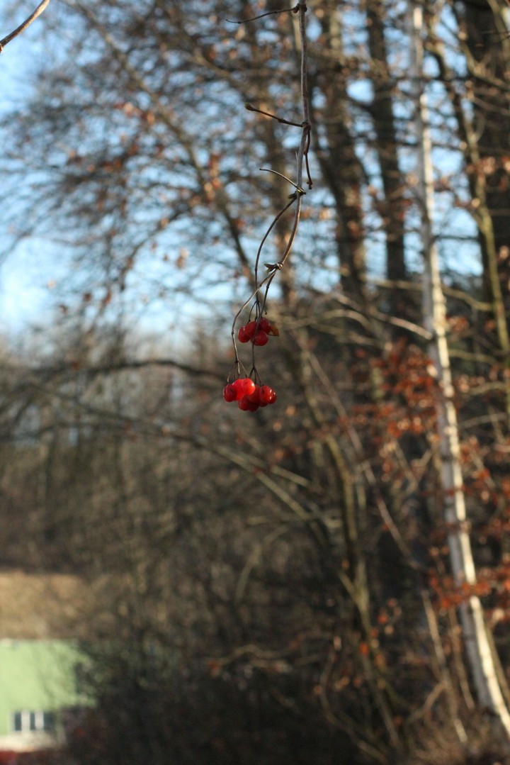 berry