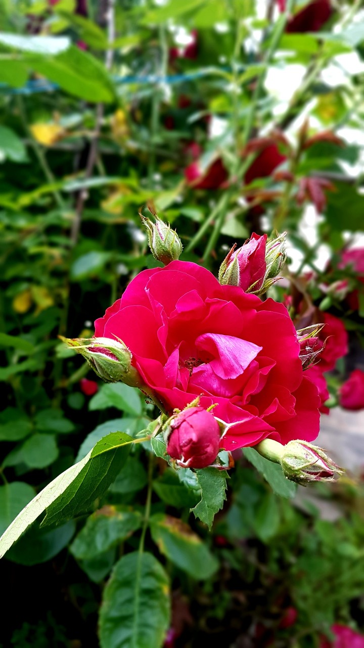 rose