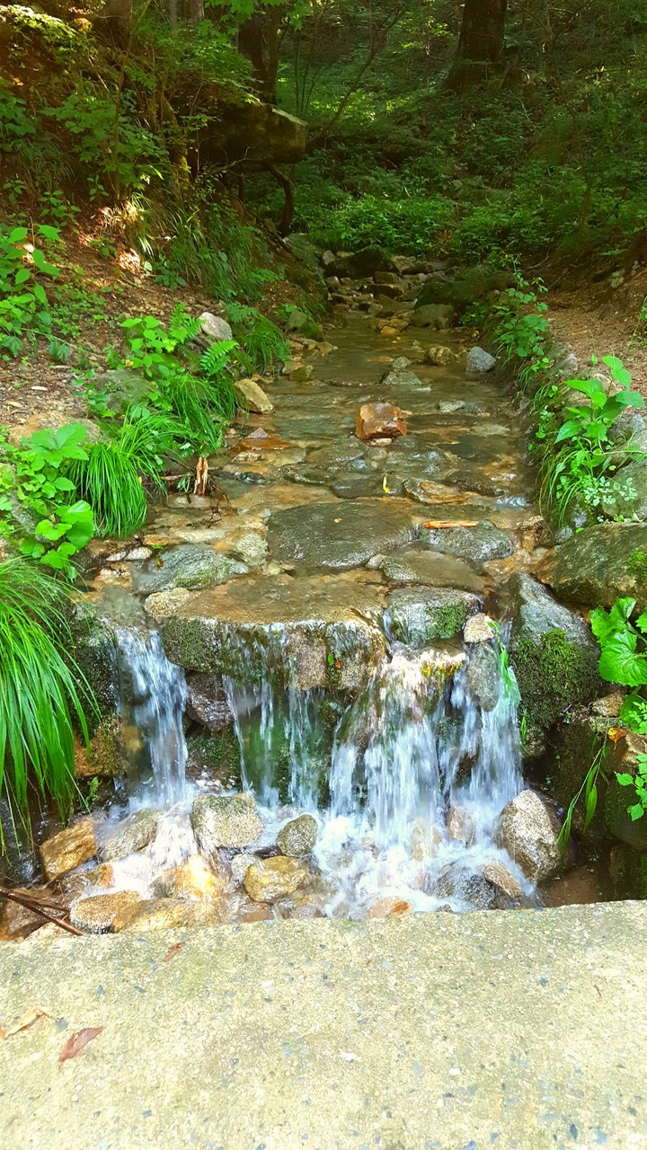 A forest stream