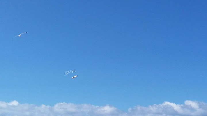 Fly