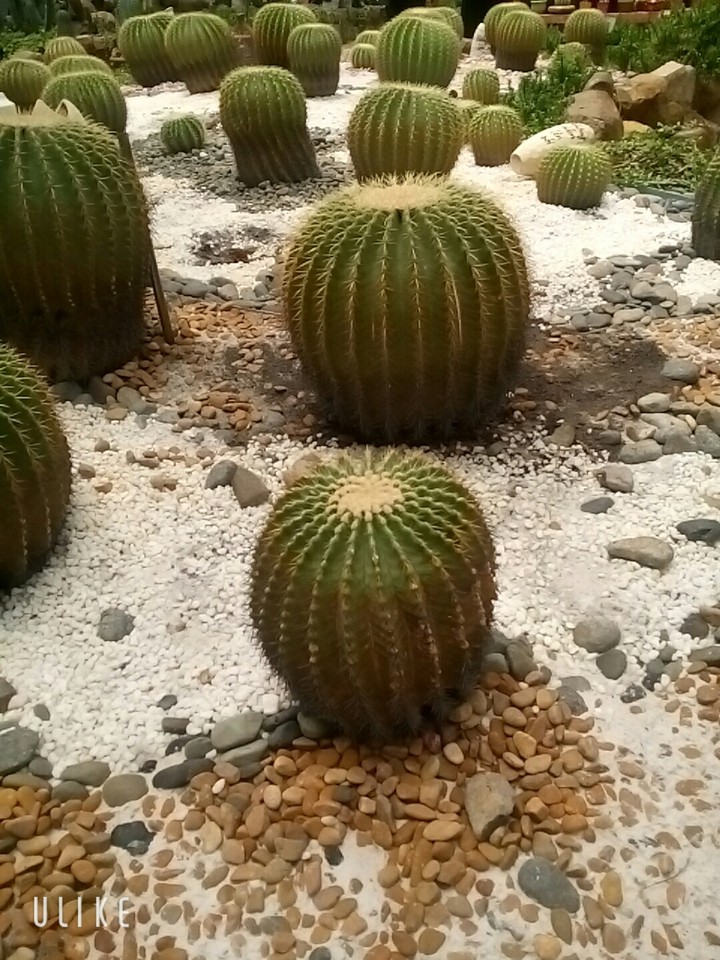 Xương rồng