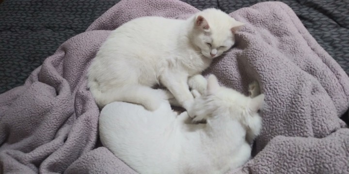 고양이