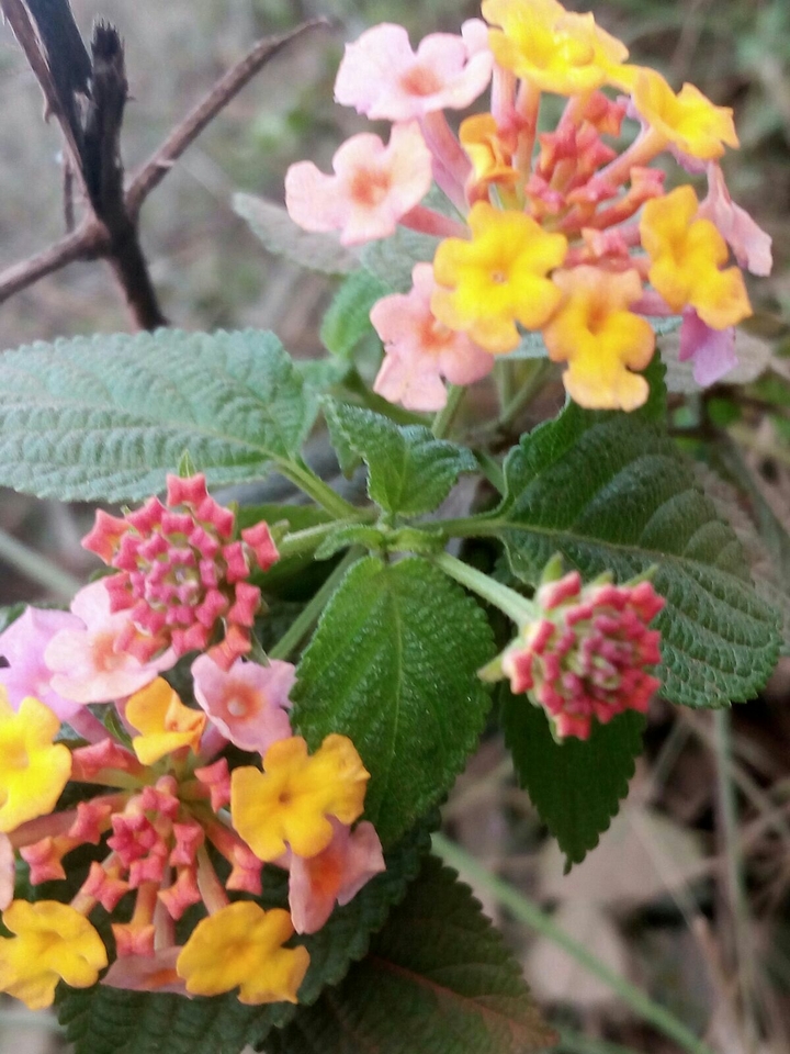 Wild Flower