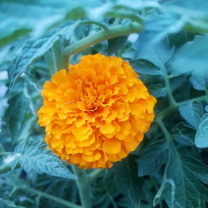 merrigold beauty
