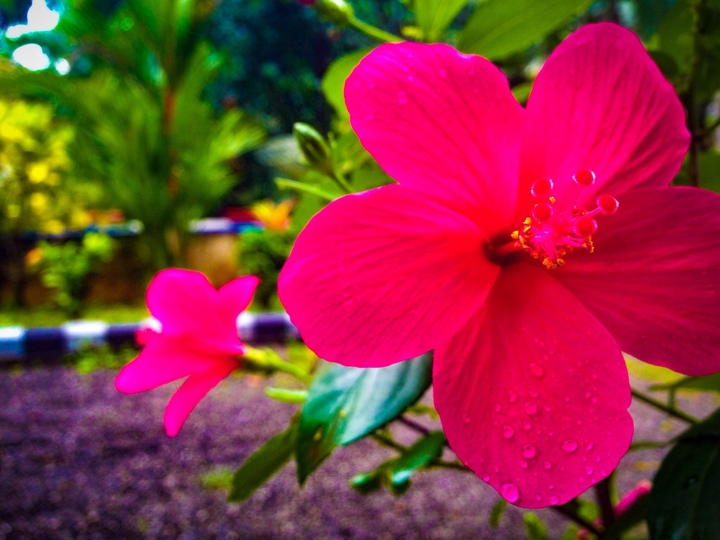 BLOOMING RED