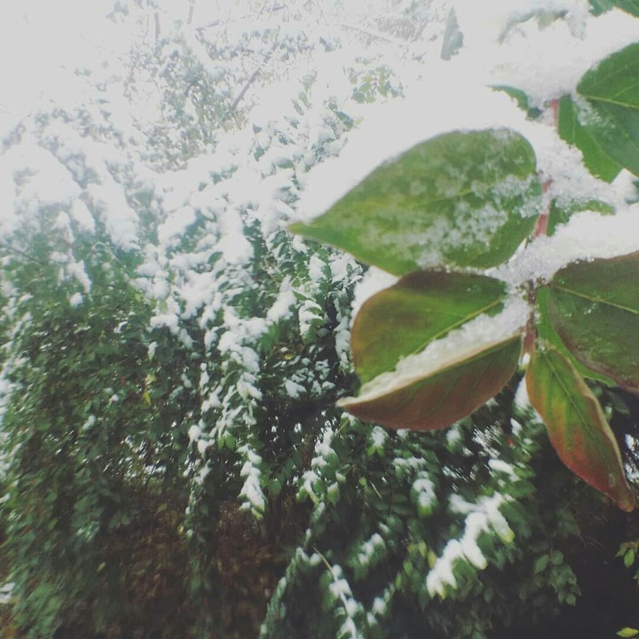 Snowy days