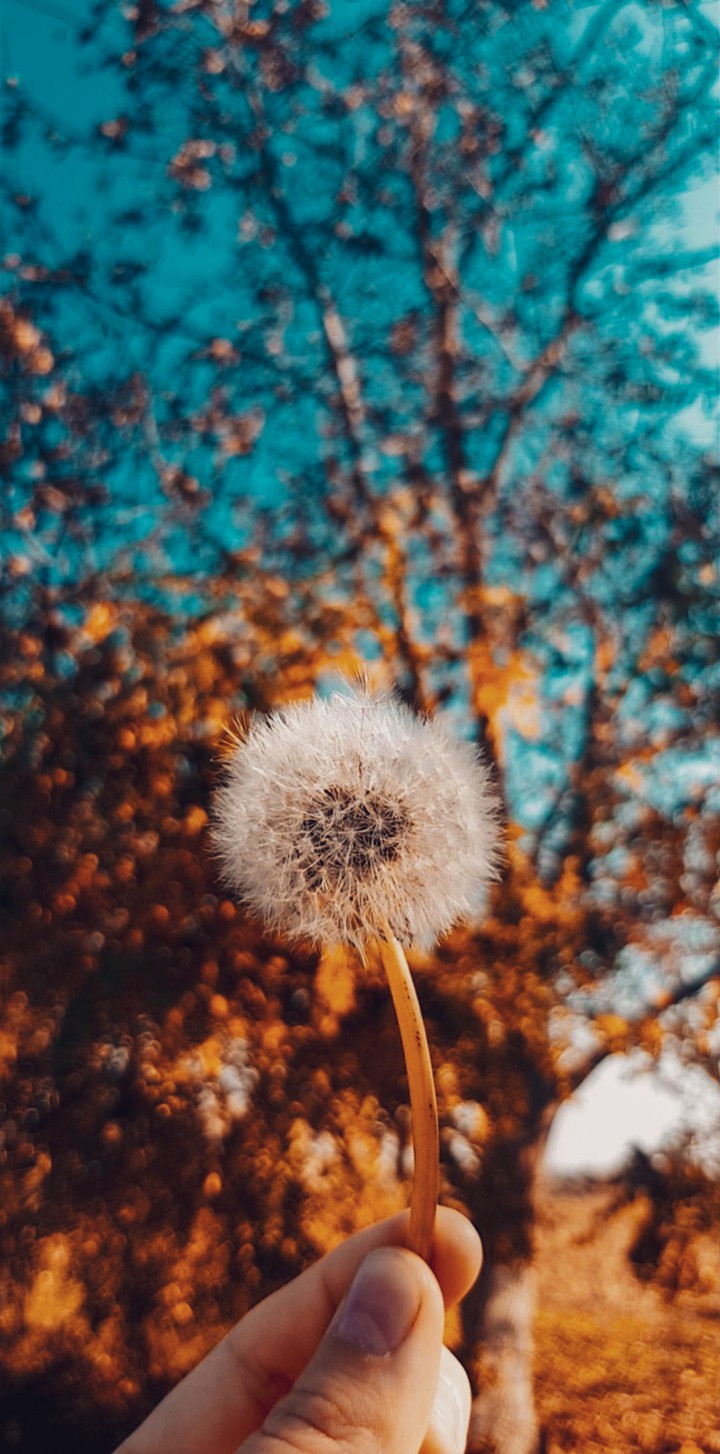 autumn dandelion