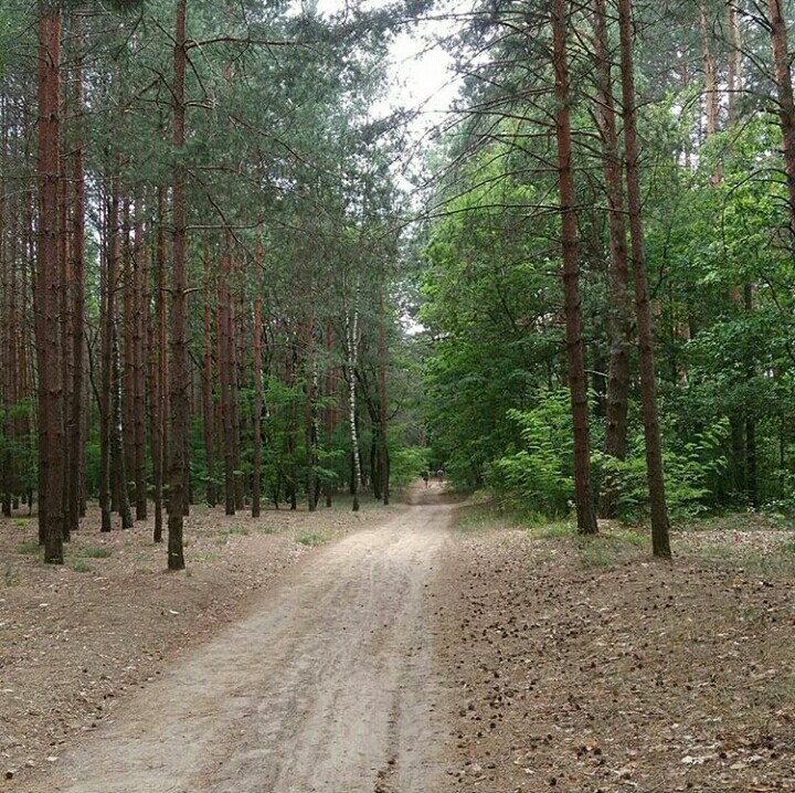 Лес