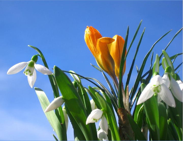 Flowers