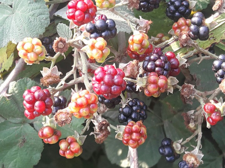raspberry