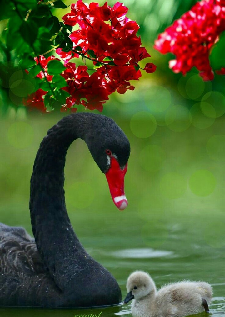 black swan & baby swan