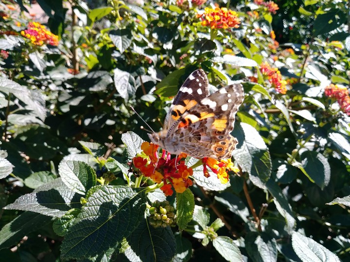 Monarch butterfly