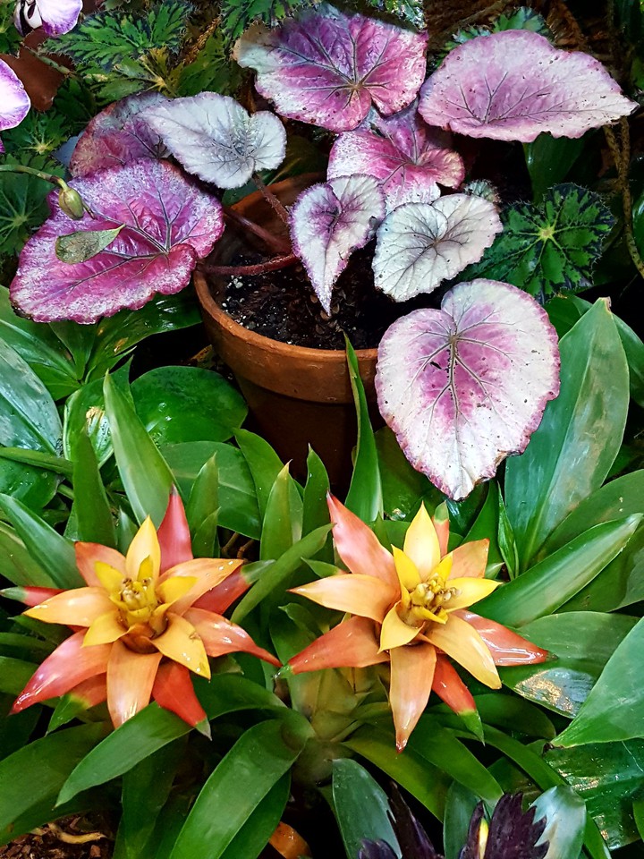 flowers