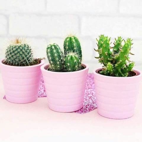..cactus
