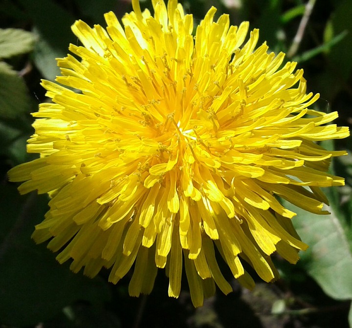 Flower :)