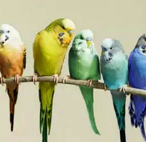 Reinbow bird