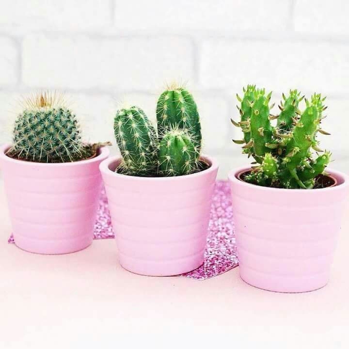 ..cactus