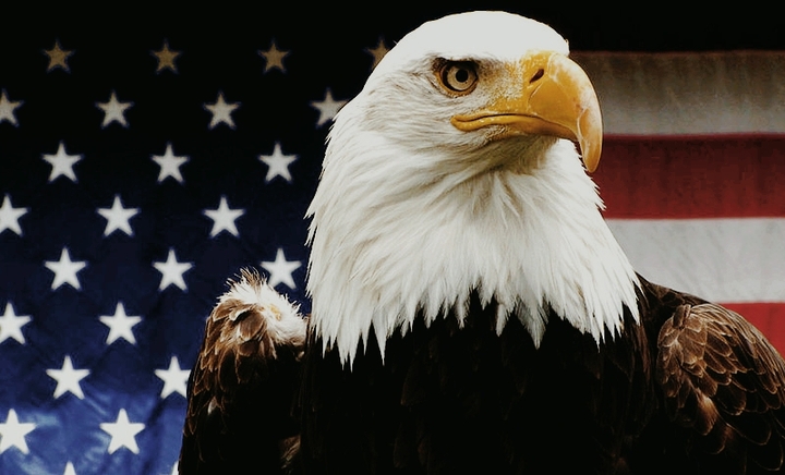American Bald Eagle