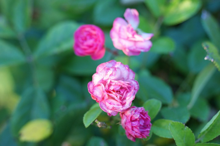 Small pink rose