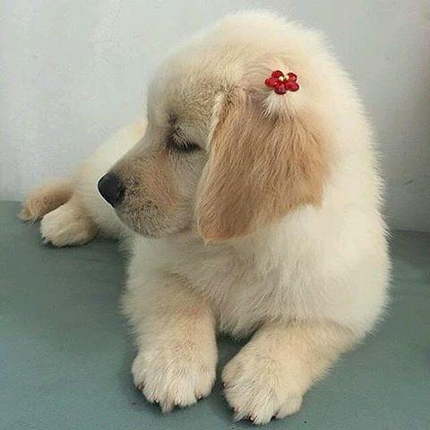 sweet dog