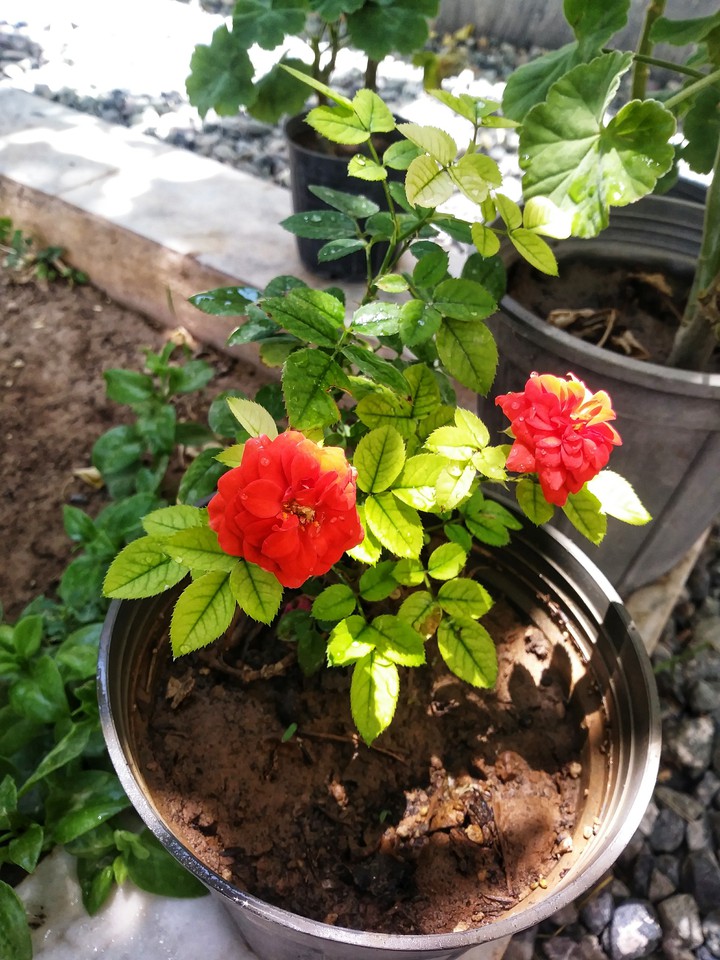 RED ROZE