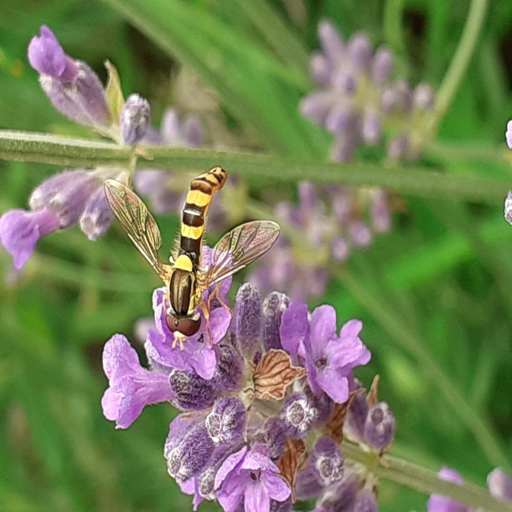 abeille
