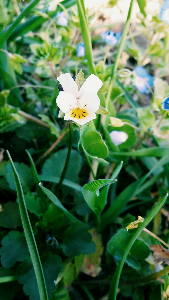 kleines Stiefmütterchen