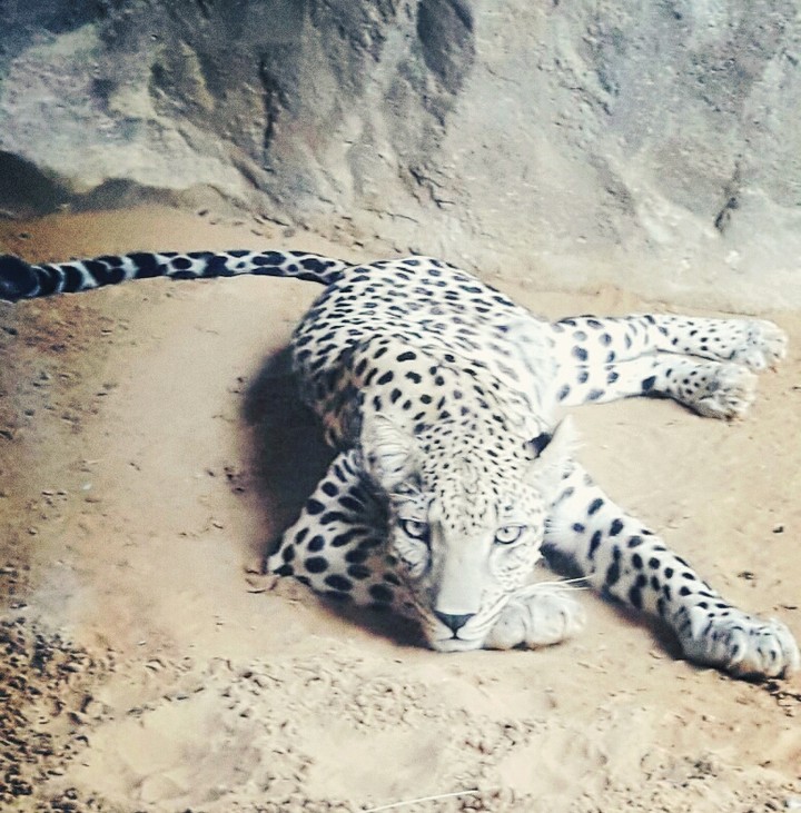 Cheetah