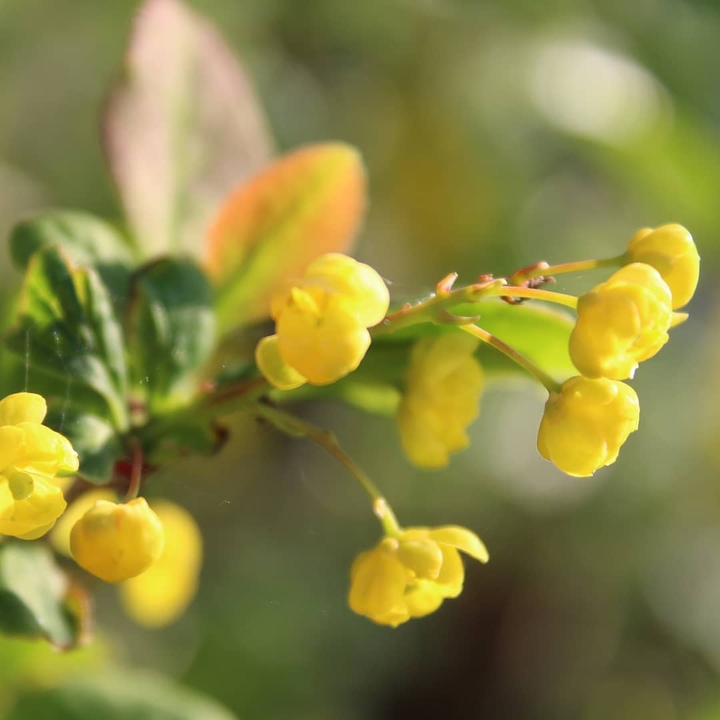 yellow flowers