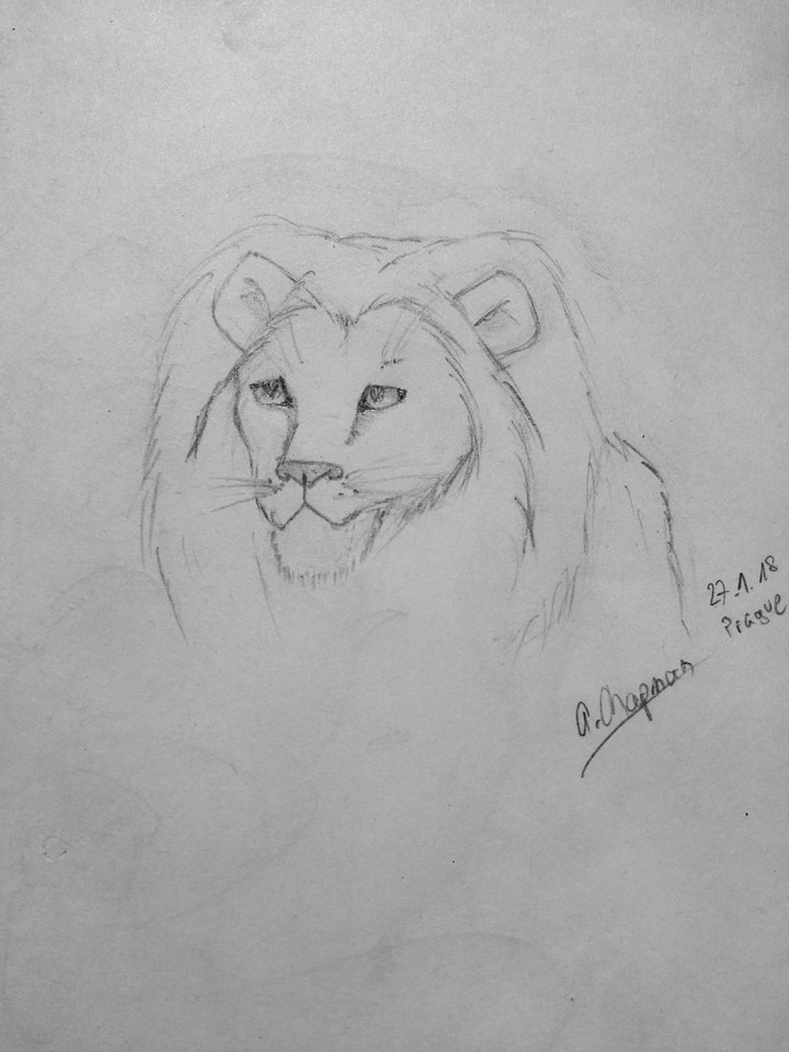 lion drawing