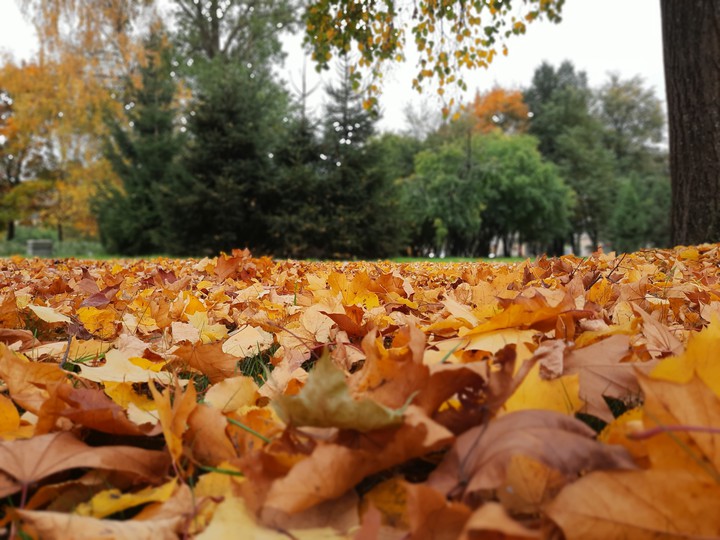 осенний день