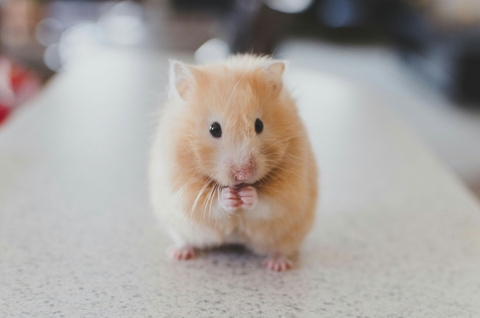 Cute