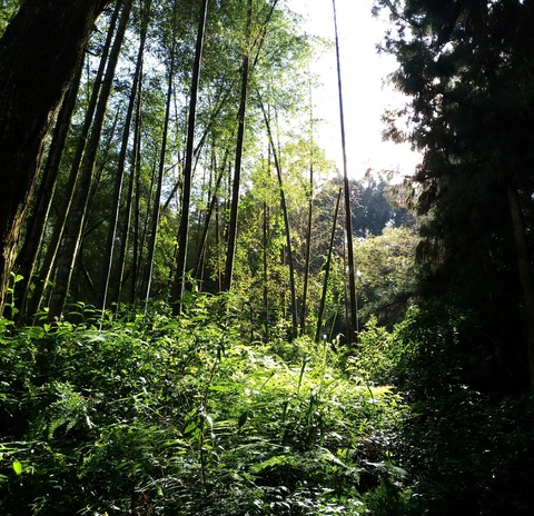 bamboo
