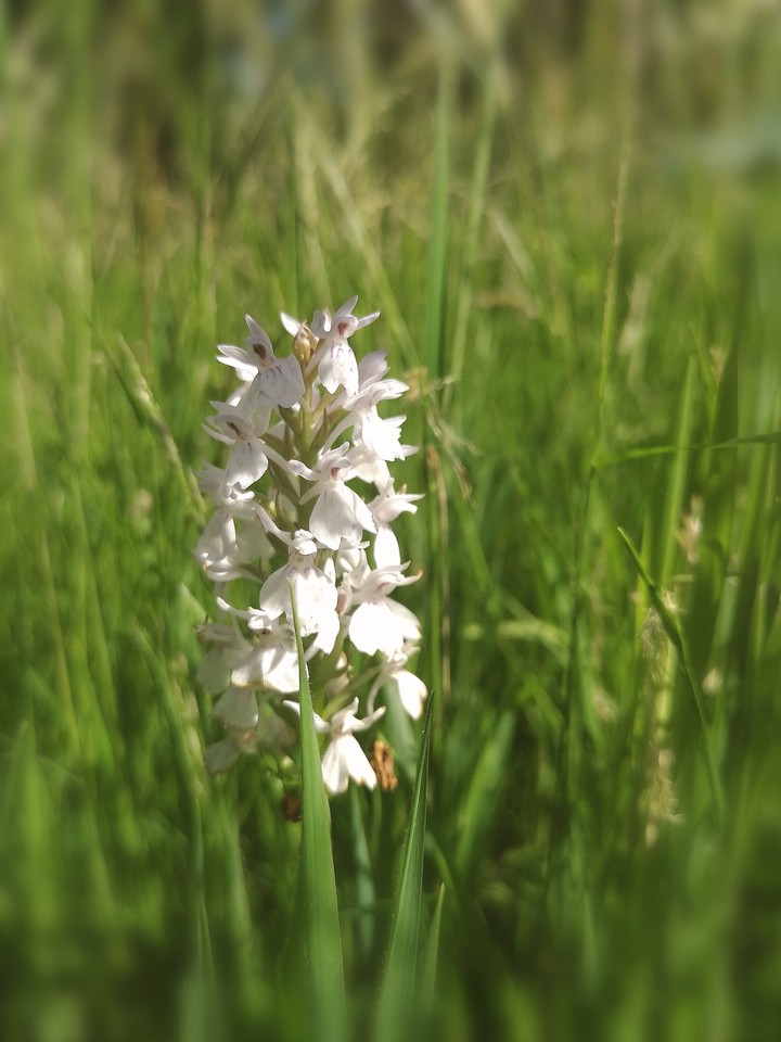 wilde orchide