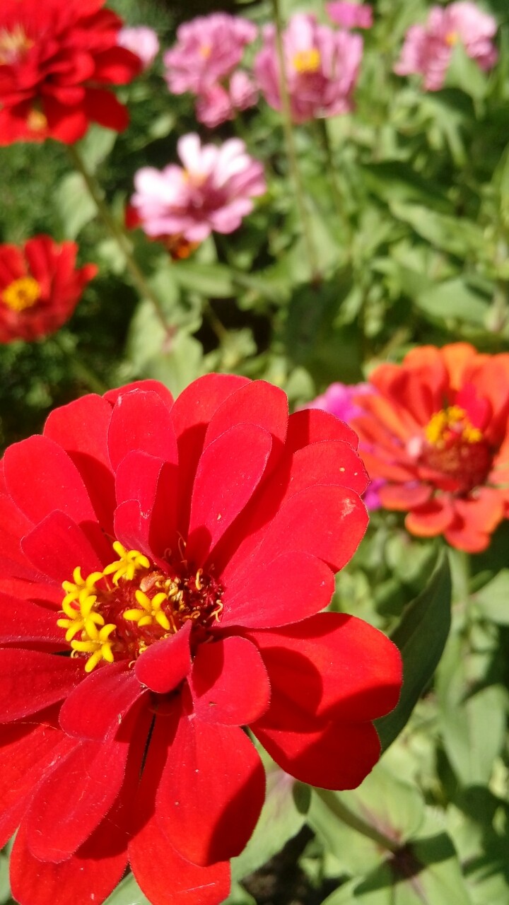 flowers