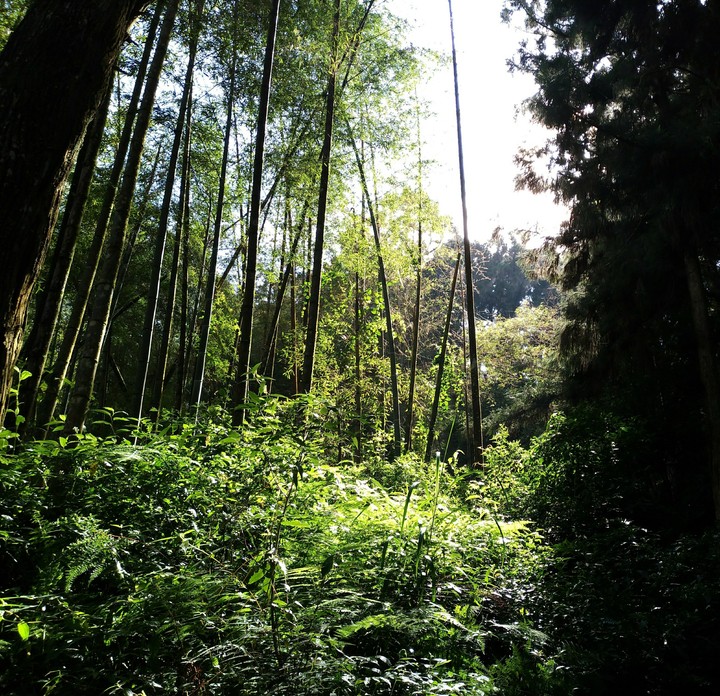 bamboo