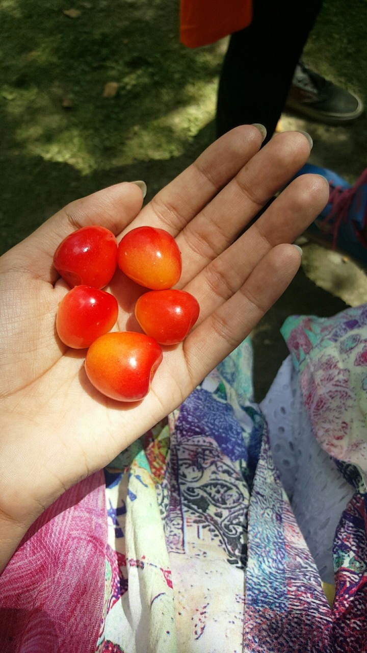 fresh cherries