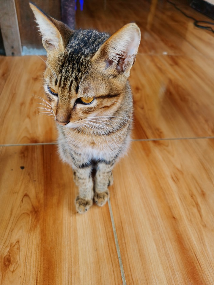 Brown Kitty