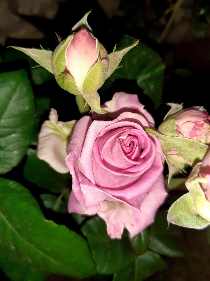 Pink rose