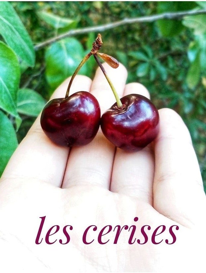 what is your favorite fruit ??