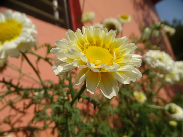 Flower