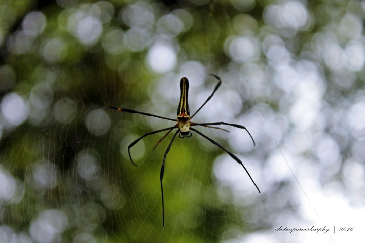 #venomous #eight #leg #canon #1100D