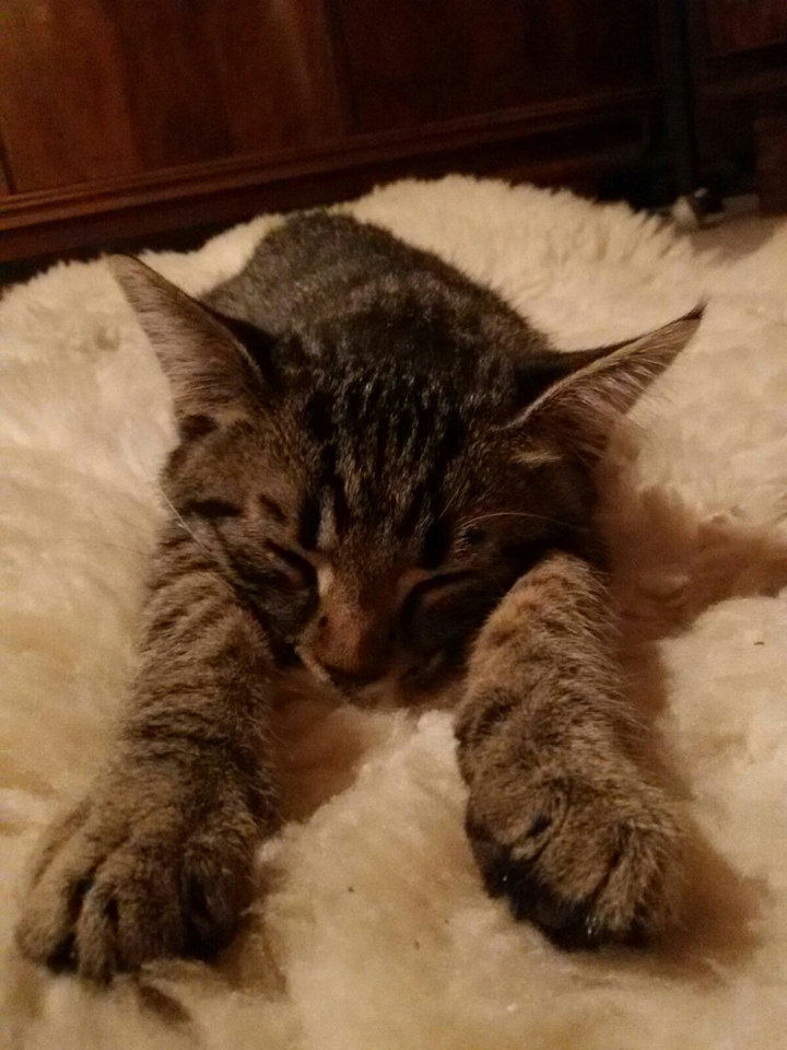 my cat