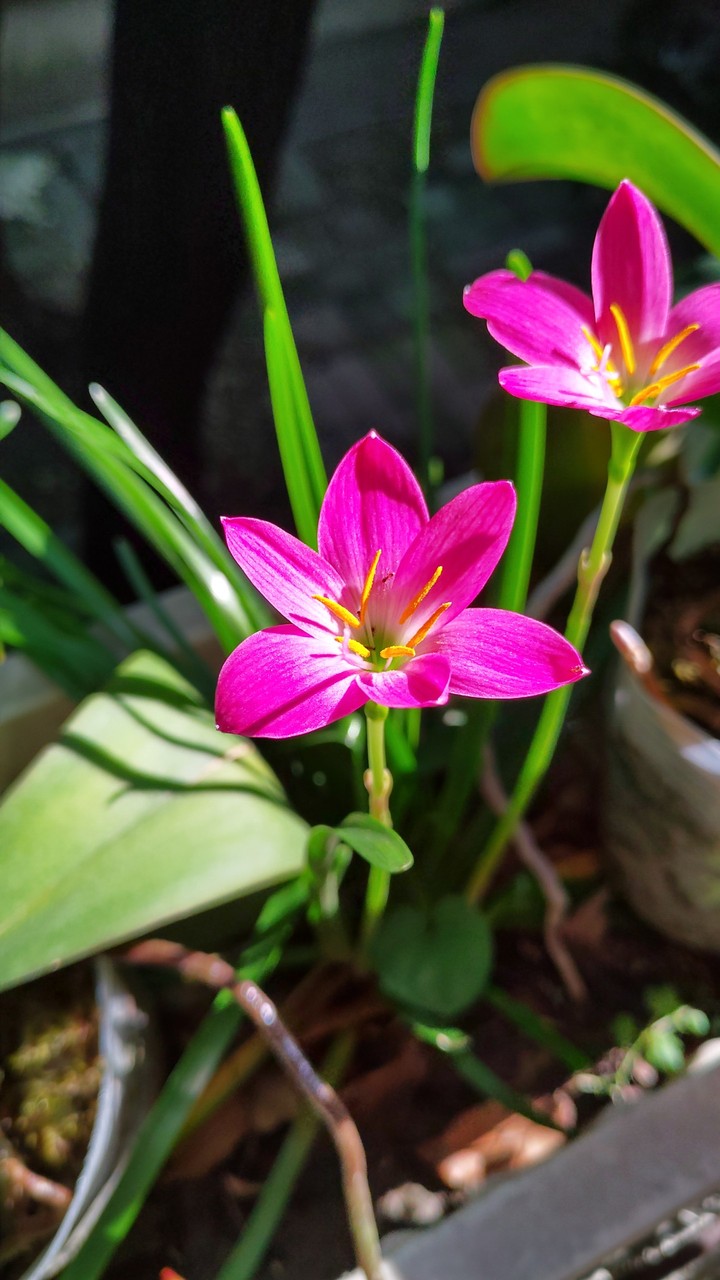 花