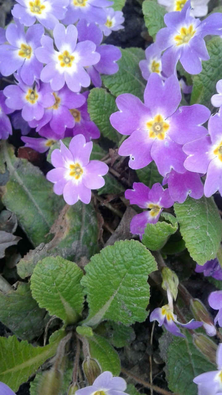 flowers