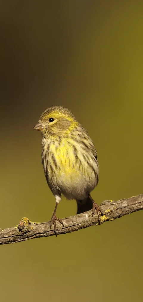 sparrow