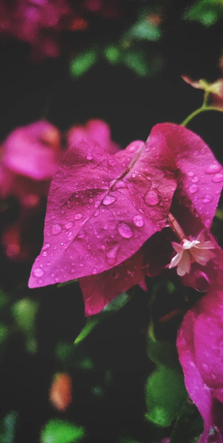 Rain wallpaper